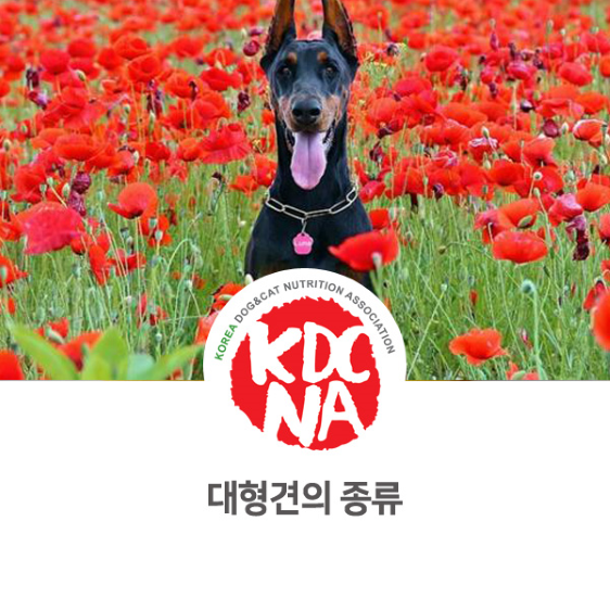  반려동물 대형견 종류 알아보기 [한국반려동물영양협회/펫푸드자격증/나의반려/오간식익산점/펫푸드수업/강아지/고양이/인산/전주/군산/천안/당진]_925