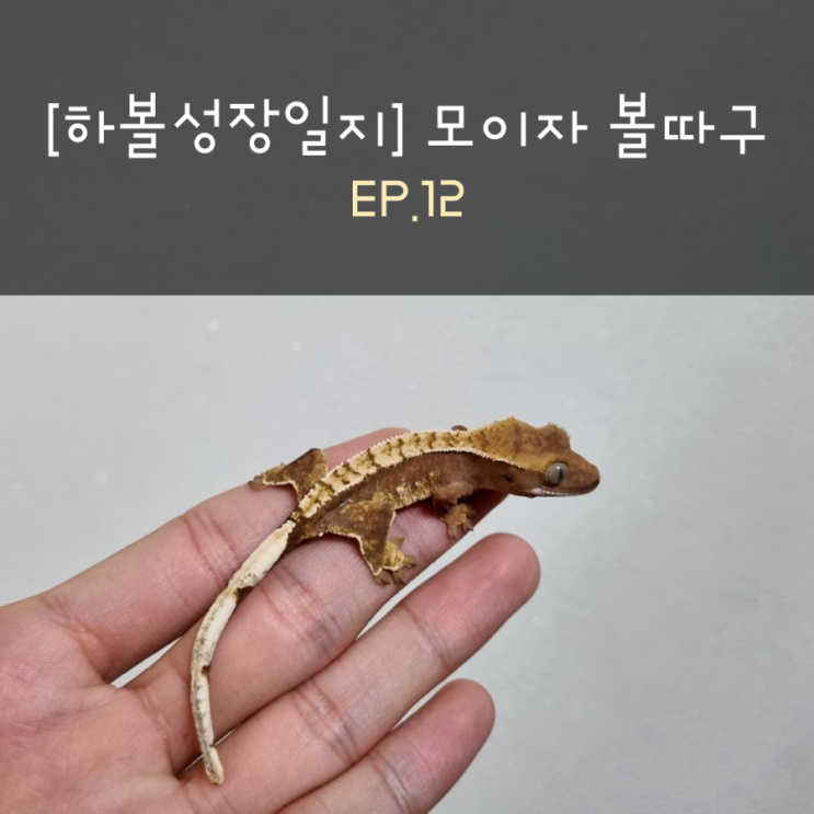  [하볼성장일지] 모이자 볼따구 EP.12
