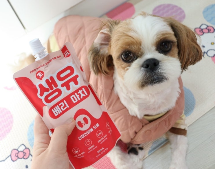  강아지 락토프리우유, 우리 추수 소울푸드 마이베프 생유베리마치 & 별자리스틱