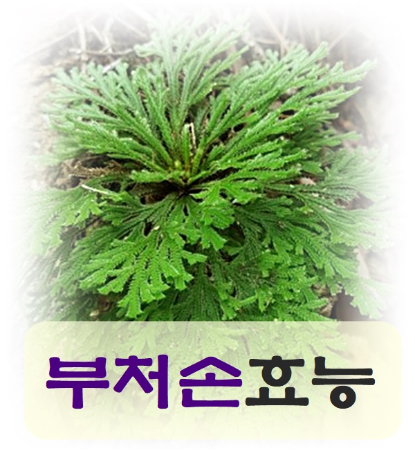  부처손효능 알고 먹어요