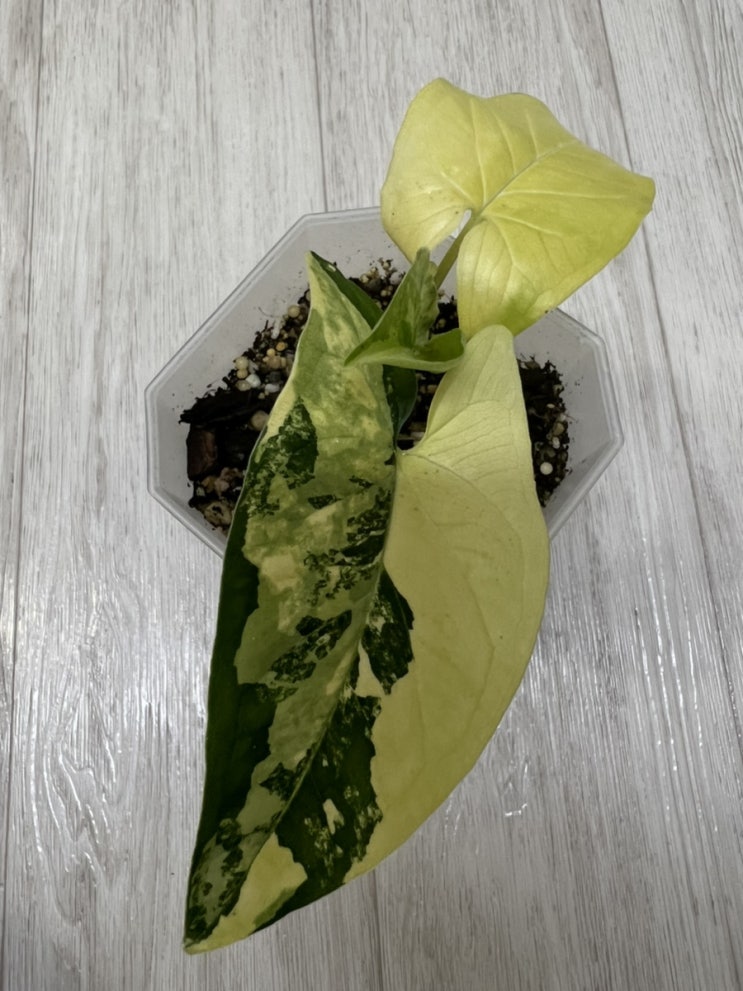  옐로우 싱고니움 바리에가타 유묘 키우기 (새순 근황!)