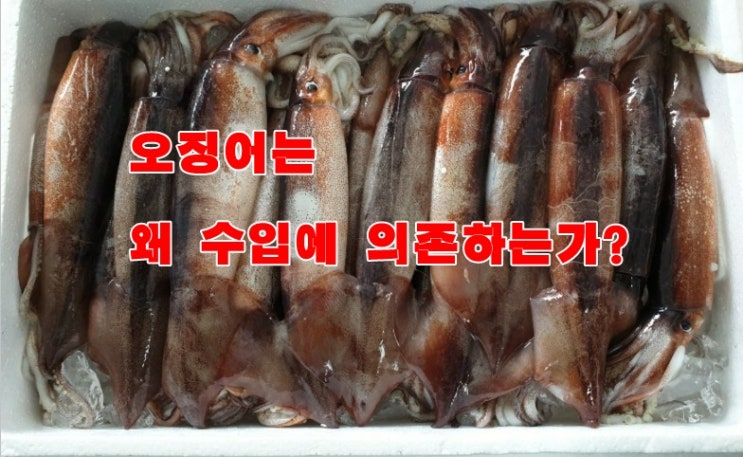  오징어는 왜 수입에 의존하는가? 조미오징어의 현주소