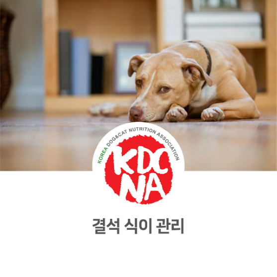  반려동물 비뇨기계 요로 결석 식이관리 [한국반려동물영양협회/반려밥상/강아지신장/고양이신부전/펫푸드수업/펫푸드자격증/전주/구리/안성/대구/사천/대전]_933