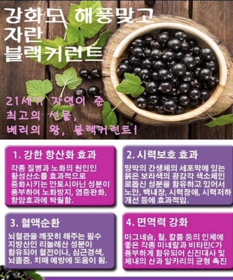  베리의 왕 블랙 커런트! 21세기 자연이 준 선물이자 2차 세계대전 당시 영국 왕실이 보급 정책을 펼친 역사적인 슈퍼푸드 ~ 우주인베리!알고계시나요??^^