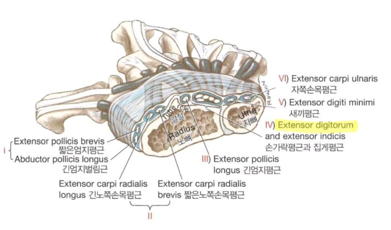 (EDC)Extensor Digitorum Communis(총지신근, 손가락폄근), Extensor digiti minimi ...