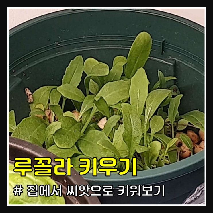 집에서 루꼴라 키우기