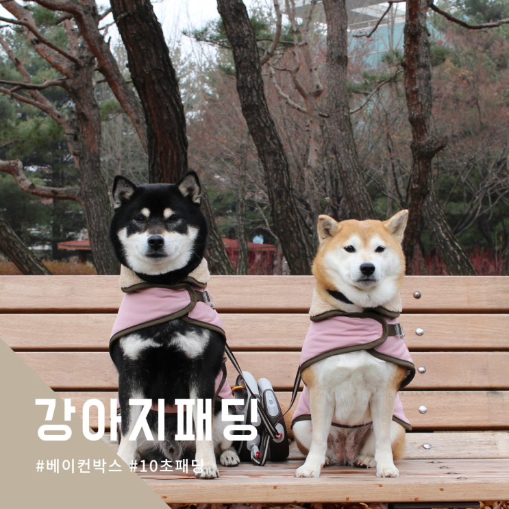  겨울에도 따뜻한 옷 강아지패딩 입고 산책해