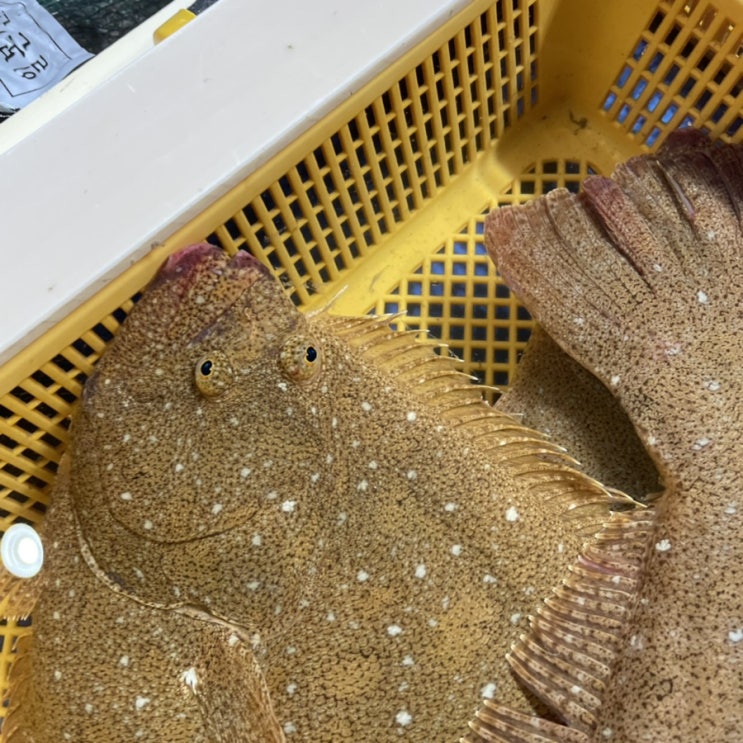  친구들과 태안여행 신두리해수욕장 모항항수산시장 회떠오기