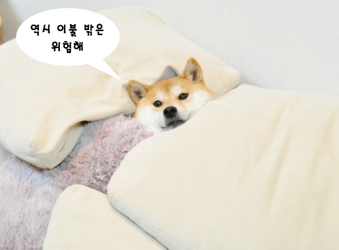 [도전] 글쓰기 100일 # Day 41 (이불밖은 위험해;운동장점)