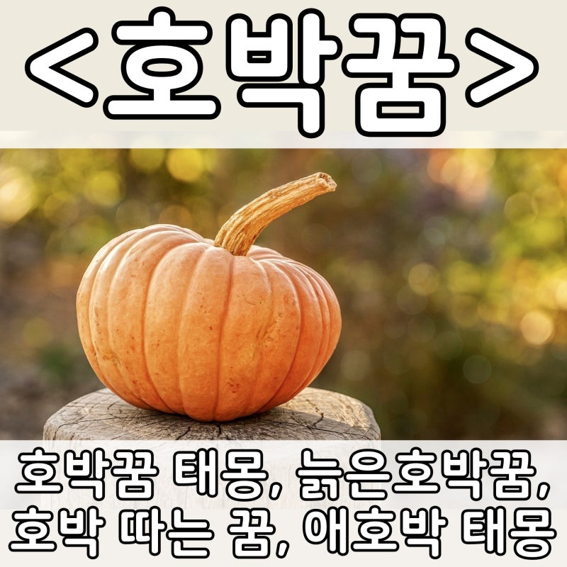 [쉬운 꿈해몽] 호박꿈 :: 호박꿈 태몽, 늙은호박꿈, 호박 따는 꿈, 애호박꿈, 애호박 따는 꿈, ....