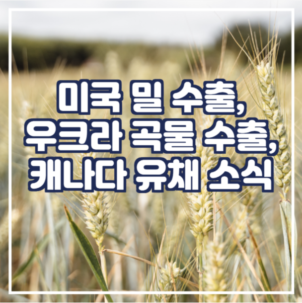  미국 밀 수출, 우크라 곡물 수출,캐나다 유채 수출 관련 소식