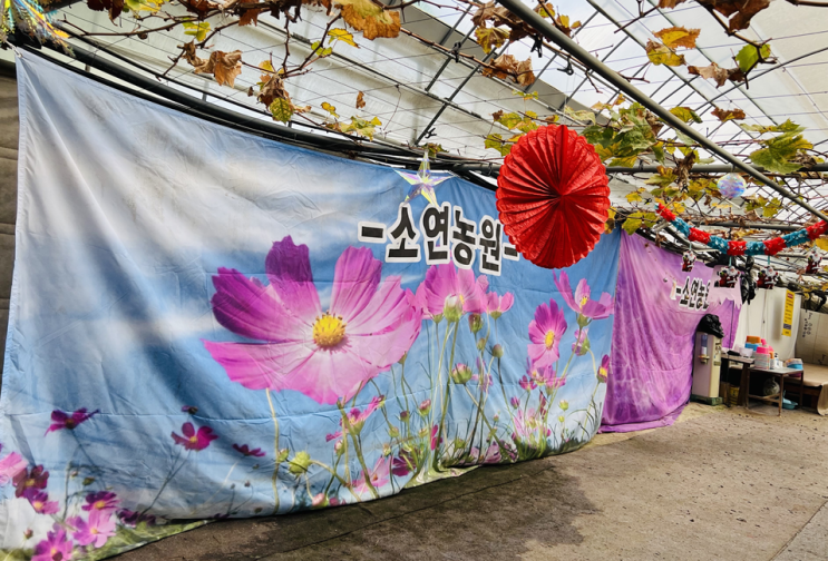  충청도 천안시 서북구 입장면 연곡리 감귤 따기 체험 소연농원