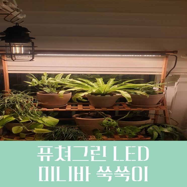  식물 조명으로 플랜테리어 해보자! 베란다 퓨쳐그린 식물등 설치 후기