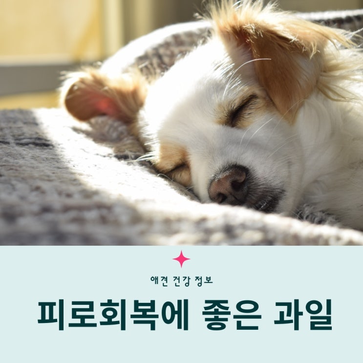  강아지 피로회복에 좋은 과일 BEST5