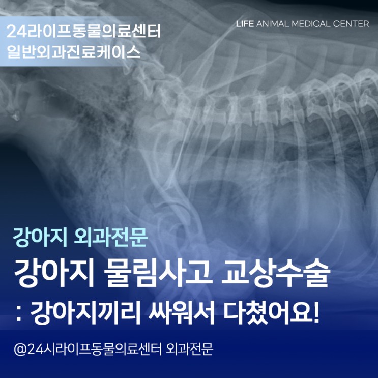 [대구24시동물병원 / 라이프동물의료센터] 강아지 물림사고 교상수술 : 강아지끼리 물어서 심하게 다쳤어요!