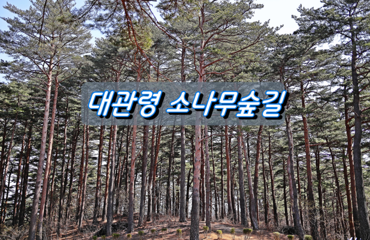산림청 산하 한국등산·트레킹지원센터 대관령소나무숲길, 친환경 추천 여행지로 선정