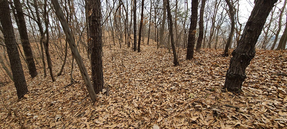 대남산 사진 6