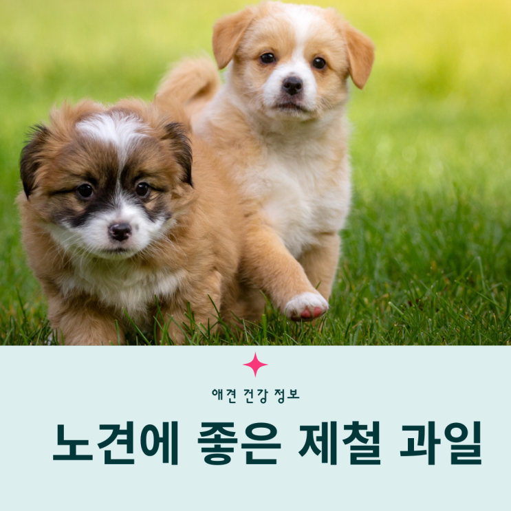  노견 강아지 노화방지에 좋은 사계절 제철과일