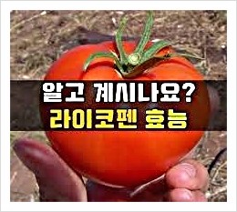  토마토, 베타카로틴, 라이코펜, 비타민 C, E, 셀레늄, 섬유질