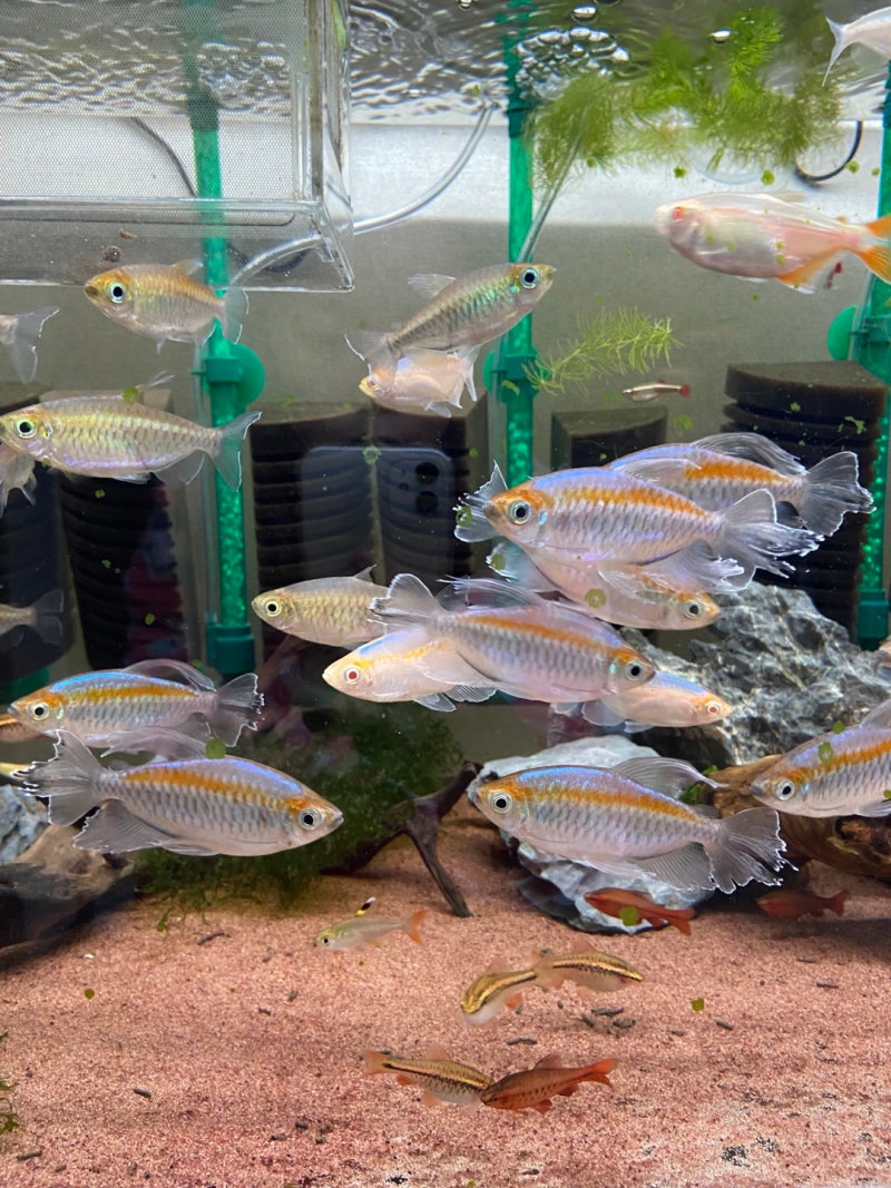 암초 안전 바닷물 수족관 물고기, image size:800x1067