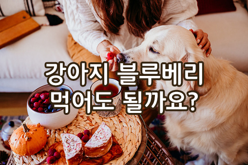 강아지 블루베리 먹어도 되나요? 간식으로 급여 시 주의사항