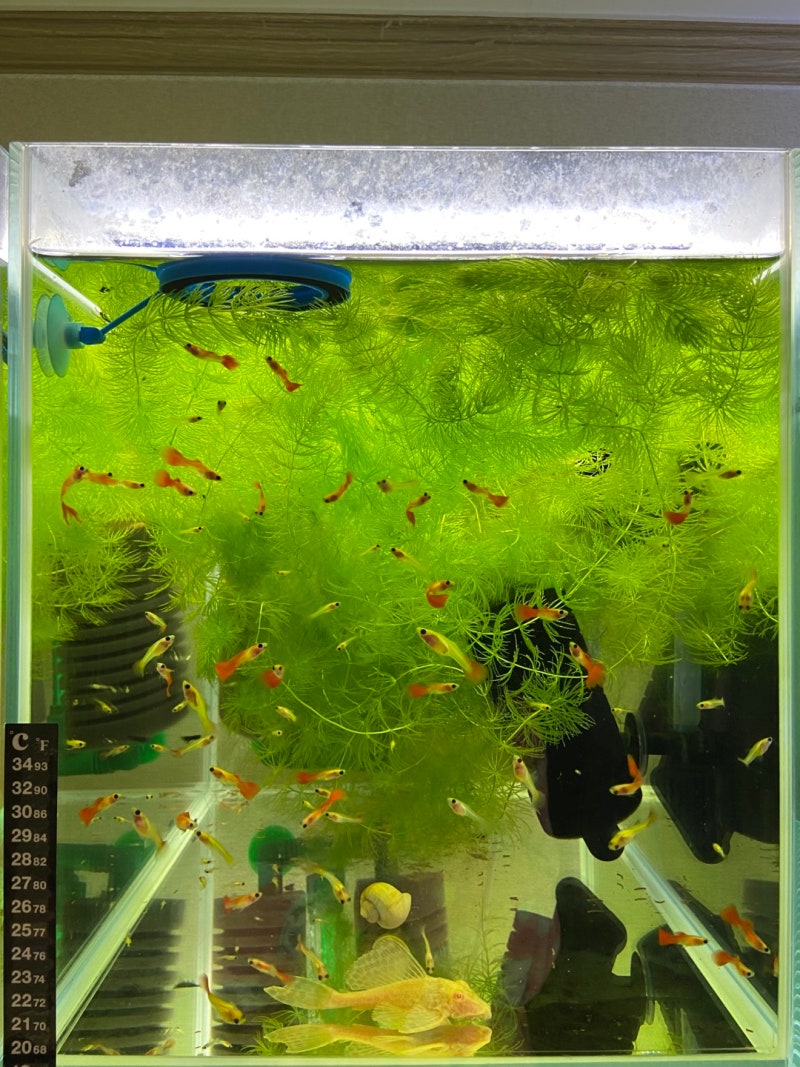 조명이 밝은 수족관의 다채로운 원반던지기 물고기, 조명이 밝은 화려한 원반던지기 물고기, 다채로운 원반던지기 물고기, 조명이 밝은 수족관  배경 일러스트 및 사진 무료 다운로드 - Pngtree, image size:800x1067