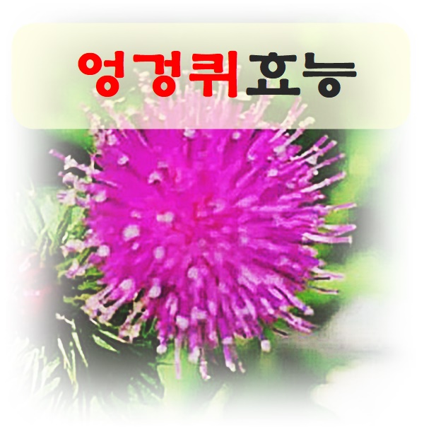  엉겅퀴 효능 생각보다 더 다양해요