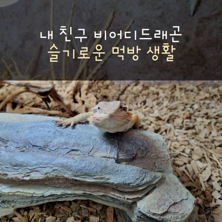  비어디드래곤의 슬기로운 먹방 생활