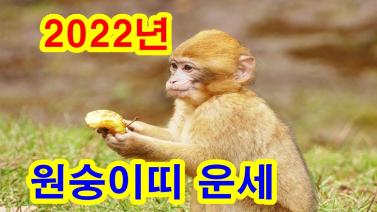  2022년 원숭이띠 운세보기