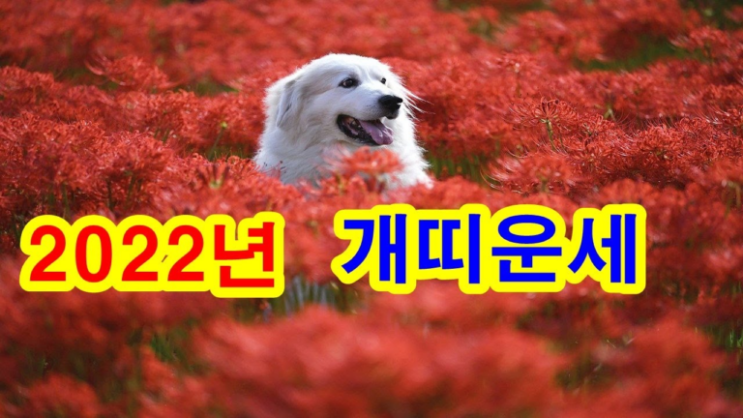  2022년 개띠 운세 보기