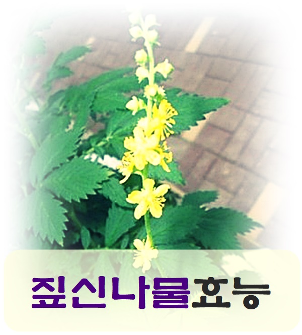  짚신나물 효능 다양한 거 알고 계셨나요