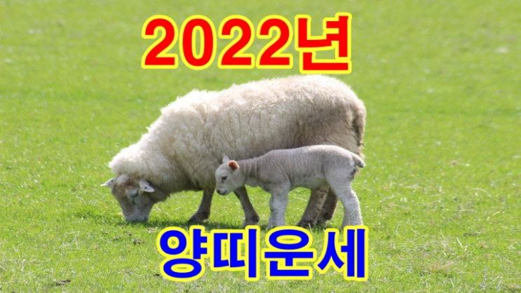 2022년 양띠 운세 보기