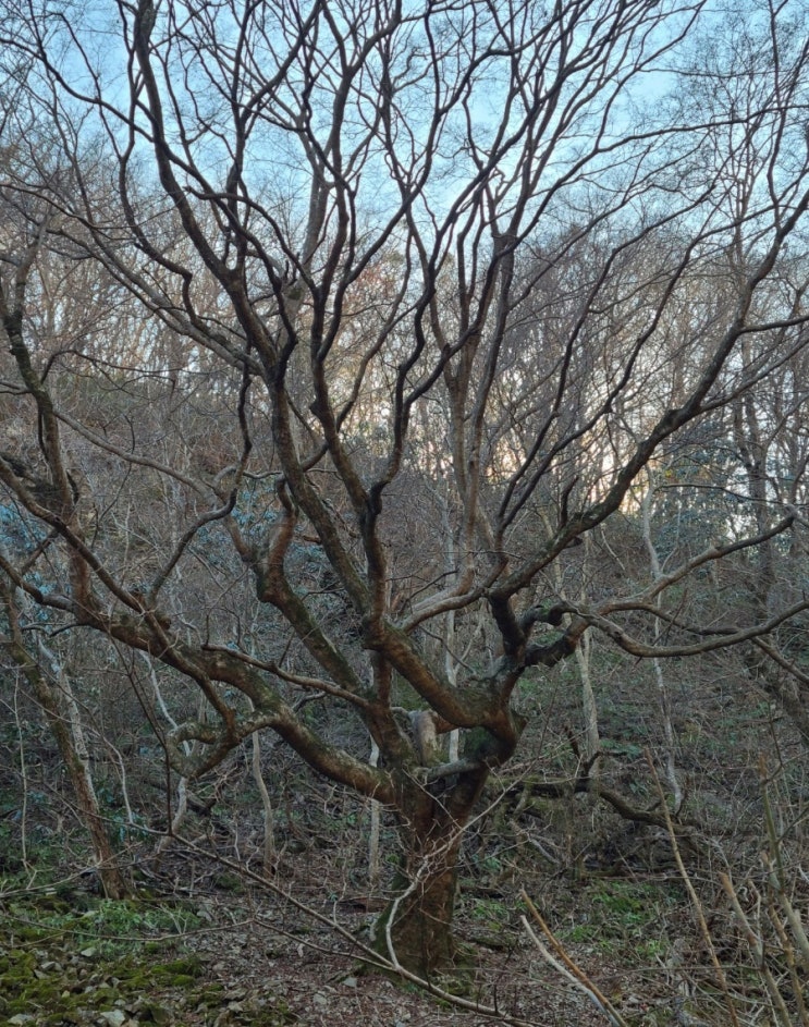  정읍 가볼만한 곳, 정읍 내장산 단풍나무(국가지정문화재 천연기념물)