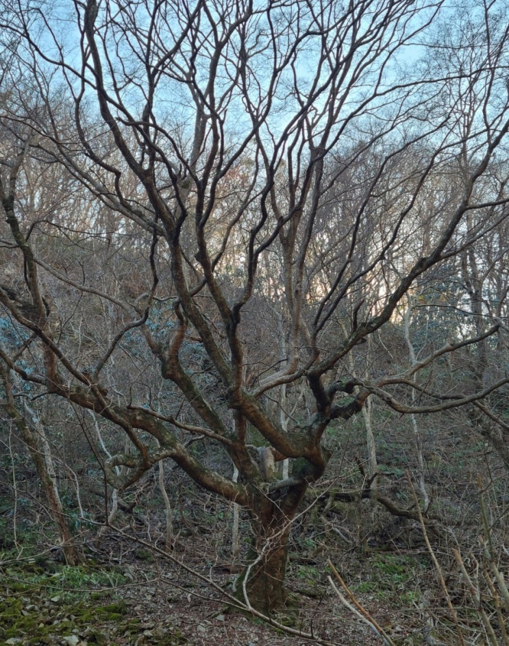 정읍 가볼만한 곳, 정읍 내장산 단풍나무(국가지정문화재 천연기념물)