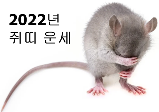  2022년 쥐띠 운세 보기