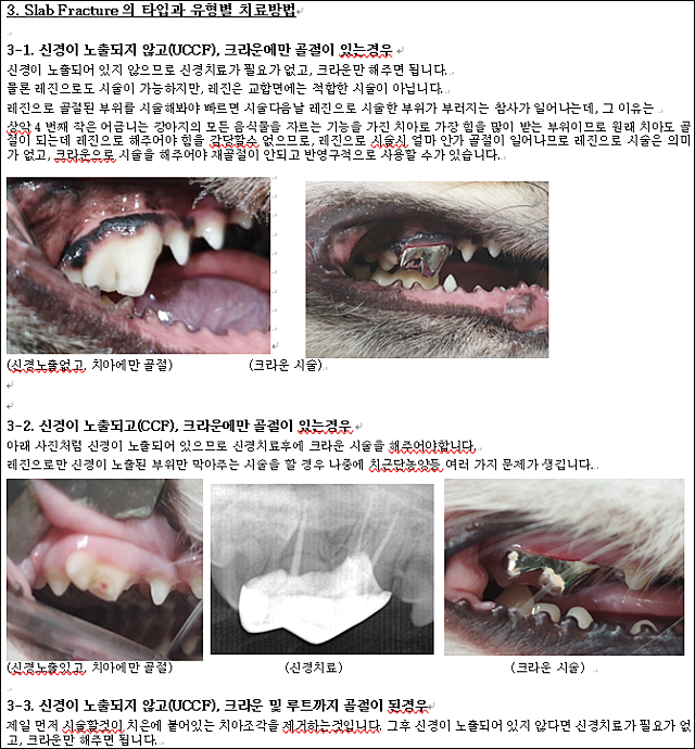 일산천정동물병원(치과) - 강아지(치수염, 골절, 발치 등) 발치 검토 + 대략적인 비용(스파)