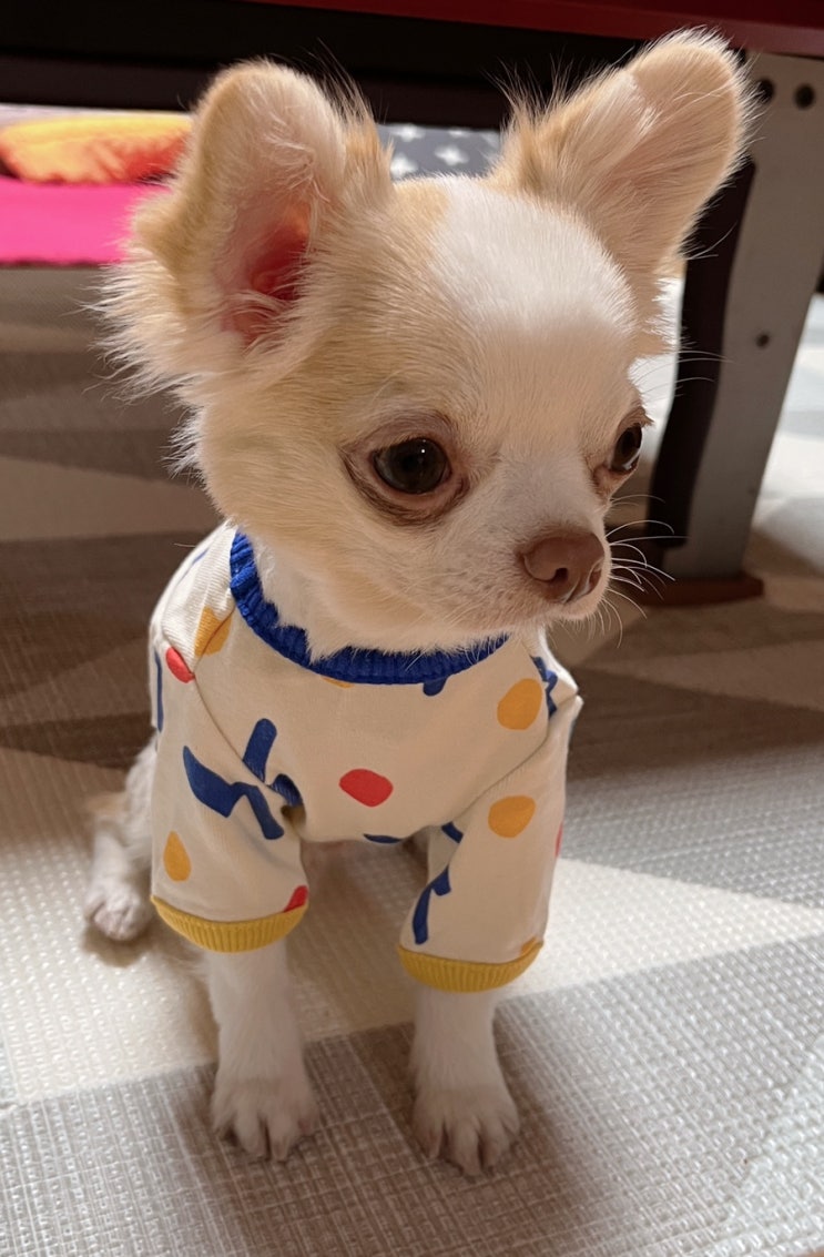  강아지내복 추천 + 모모무무 일상공유