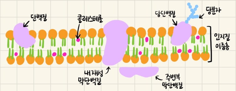 [생리학] 세포의 구조와 기능(1) (세포의 일반 구조, 세포막의 구조와 기능) : 네이버 블로그