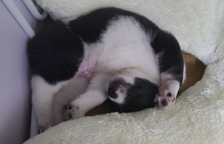  강아지 잘때 발작 경련 잠꼬대 하는거래요 !