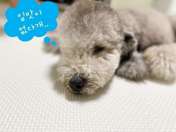  강아지식욕저하, 반려견이 밥을 안먹는이유