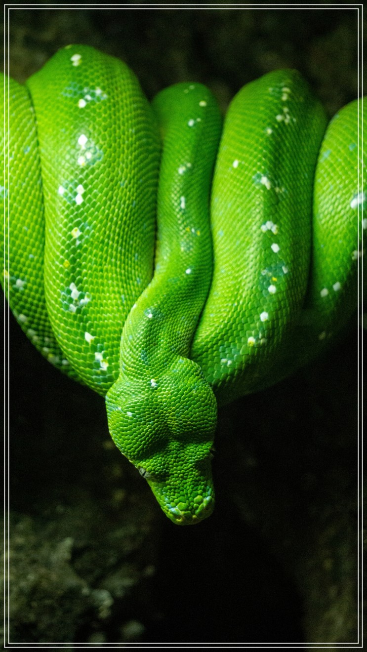 뱀 꿈해몽 검은뱀꿈해몽 초록색뱀꿈해몽