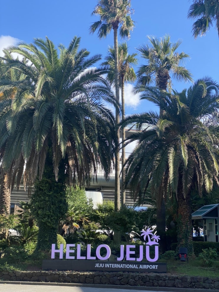 제주도 여행 1일차 (여행 일정 관리어플 트리플, 렌트카 추천, 별돈별 정원본점, 서귀포매일올레시장)