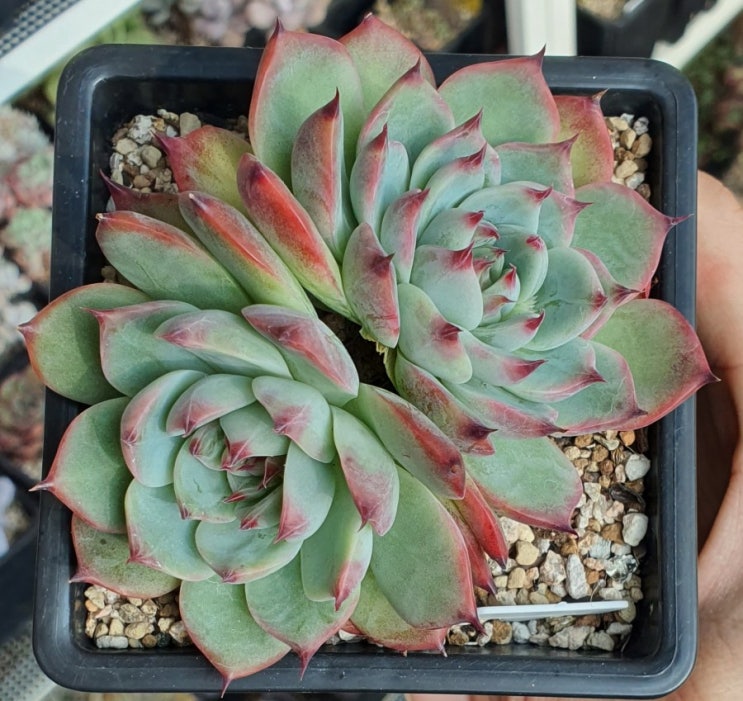 콜로라타, 야생콜로라타, colorata