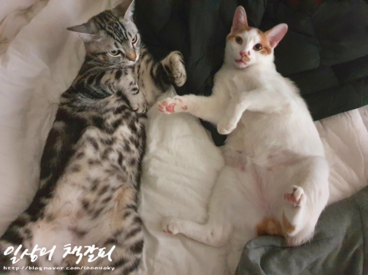  <2인2묘 라이프> 2021. 12. 13.~15. 집사 또 어디갔어?!