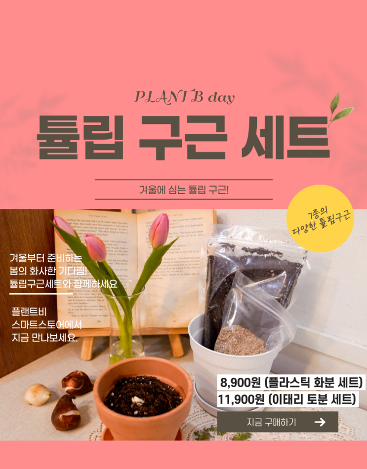  겨울에도 키울 수 있는 튤립구근! 1+1이벤트!!