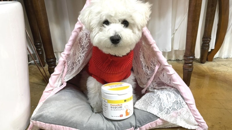 종근당 캐롯벨 강아지 유산균 간식처럼 먹는 강아지영양제 급여후기