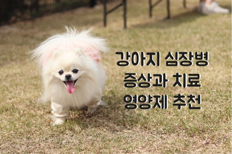  강아지 심장병 증상과 치료, 예방 영양제 추천