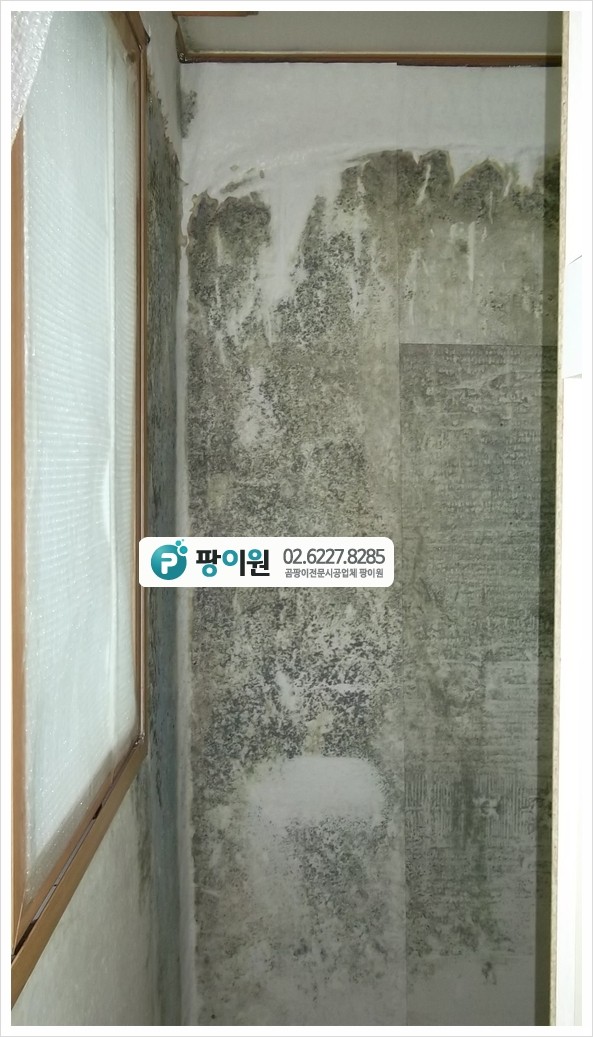  장롱 가구 뒤 벽지 곰팡이제거 해결하기!