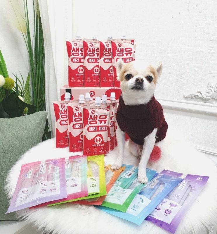  강아지 우유는 락토프리 펫밀크 생유베리마치 음수량도 챙기세요