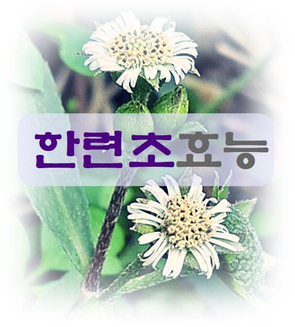  한련초 효능과 부작용 알고 먹어요
